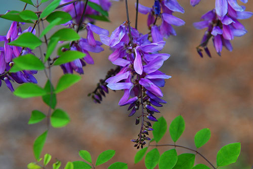 花木藍(lán)圖片