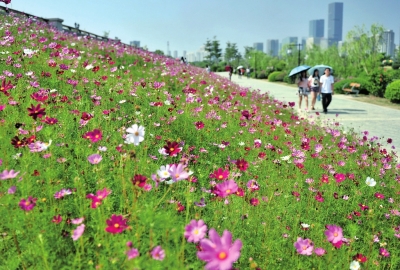 花海公園數(shù)萬平米花海如期綻放