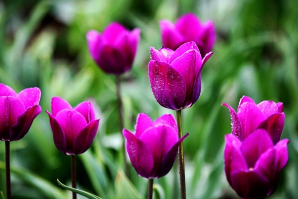 郁金香花期