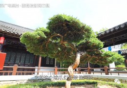 省廣電總臺(tái)《游遍江蘇》欄目走進(jìn)花鄉(xiāng)沭陽(yáng)